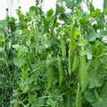 Organic Green Arrow Pea Seeds - Non-GMO Heirloom Vegetable Gardening Seeds - Pisum sativum - 65-75 Days