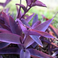 Purple Heart Cuttings - 3 Easy-to-Grow Perennials - Tradescantia pallida - Purple Foliage - Indoor/Outdoor Plant - Free Shipping