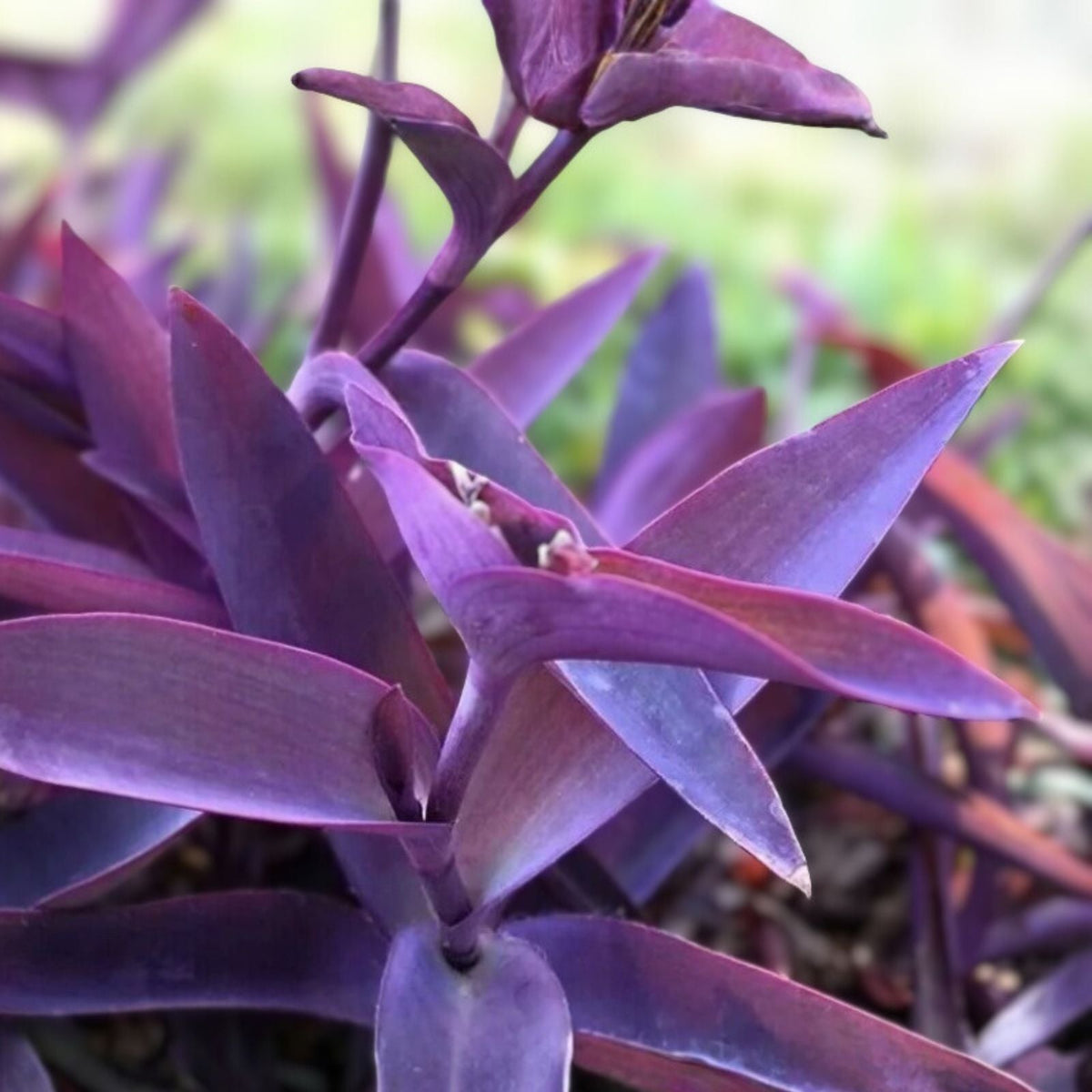 Purple Heart Cuttings - 3 Easy-to-Grow Perennials - Tradescantia pallida - Purple Foliage - Indoor/Outdoor Plant - Free Shipping