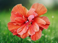 20 Seeds Double Orange Pink Hibiscus Hardy Tropical Perennial Ruffled Bicolor Flower Garden Patio