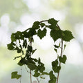 Muscadine Grape Vine Cuttings 10-Pack, Organic Vitis Rotundifolia, Male & Female, Southern Native, Unrooted, Easy Grow
