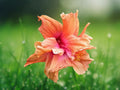 20 Seeds Double Pink Orange Hibiscus Ruffled Bicolor Hardy Perennial Flower Attracts Butterflies