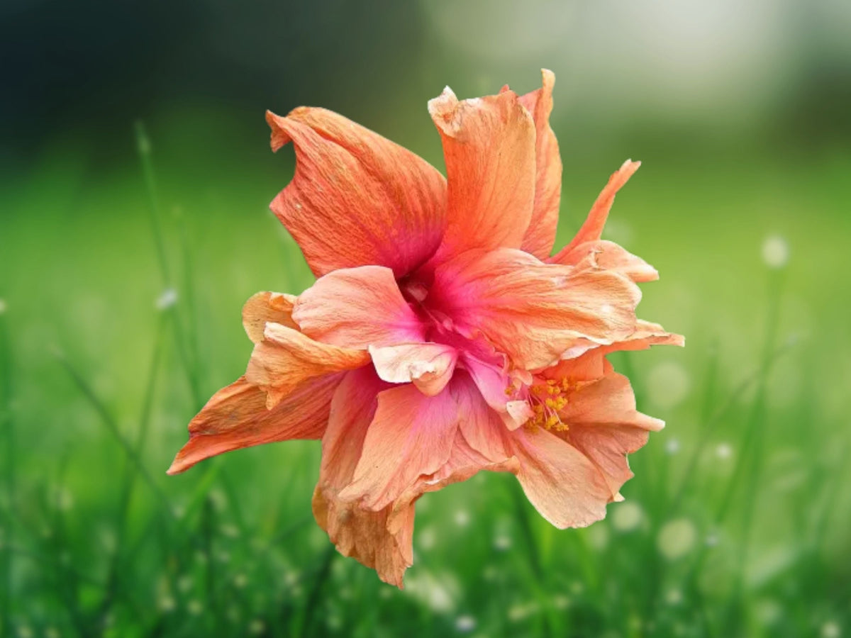 20 Seeds Double Pink Orange Hibiscus Ruffled Bicolor Hardy Perennial Flower Attracts Butterflies