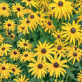 Rudbeckia Seeds Vintage Mix 125+ Black-Eyed Susan Annual Flower Seeds for Garden Rudbeckia hirta