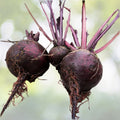 Beetroot Seeds - 100+ Seeds Detroit Dark Red Beet (Beta vulgaris) - Vegetable Garden Seeds USA