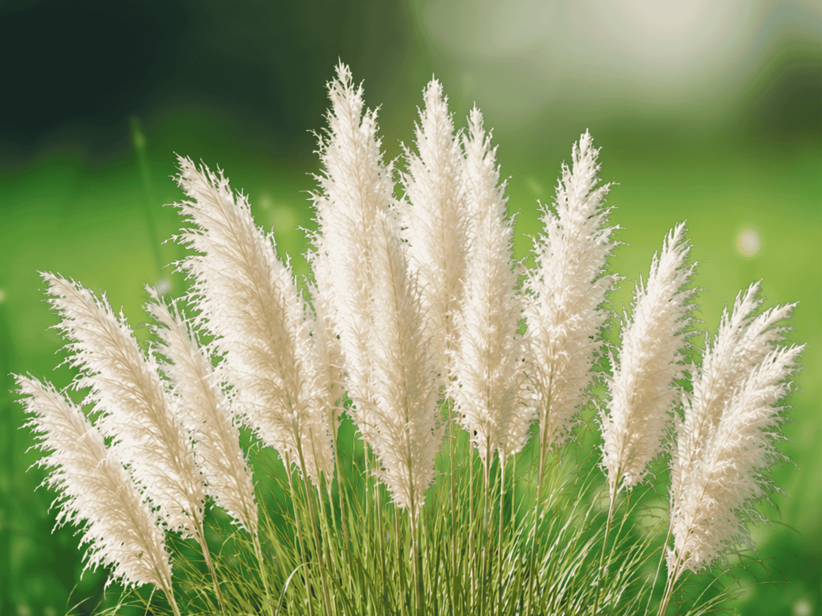 4 Plant Plugs White Pampas Grass Cortaderia selloana Ornamental Grass