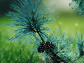 5 Seeds Pinus taeda Loblolly Pine Tree Evergreen Conifer Fast Growing Shade Tree