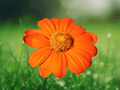 5 Seeds Tithonia speciosa Torch Sunflower Mexican Sunflower Orange Flowering Plant