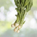 Namenia Turnip Seeds - NON-GMO Heirloom Vegetable Seeds - Brassica rapa - Fresh Garden Seeds for Home Gardening