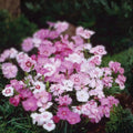 Dianthus Seeds Bulk 500+ Jazzed Up Carnation Variety Annual Flower Seeds Dianthus caryophyllus