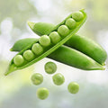Sweet Pea Seeds | 25+ Seeds | Edible Sweet Peas | Lathyrus odoratus