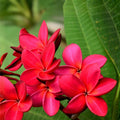 White Crown of Thorns Cutting, Yellow Center, Euphorbia milii, Succulent Plant, Live Indoor or Outdoor Plant, Easy Care