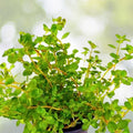 Rotala Indica 7 Stems - Easy Live Aquarium Plant for Freshwater Tanks - Rotala rotundifolia