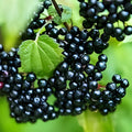 Elderberry Cutting - Anita's Best Black - Sambucus nigra - Grow One Healthy Plant - Fruit Bearing Shrub