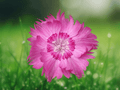 10 Seeds Cheddar Pinks Dianthus gratianopolitanus Perennial Flower