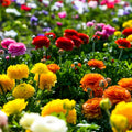Ranunculus Bulbs Mix - Colorful Flowering Bulbs for Planting - Ranunculus spp. - Ships from Iowa, USA