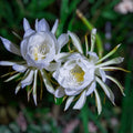 Night Blooming Cactus Cutting 24 Inches Long, Fresh Hylocereus undatus, Epiphyllum, Succulent Plant, Cactus Cutting