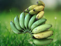 1 Live Plant Gold Finger Banana Tree (Musa), Sweet Dessert Banana for Patio, Garden & Tropical Orchard