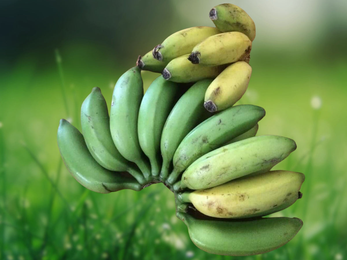 1 Live Plant Gold Finger Banana Tree (Musa), Sweet Dessert Banana for Patio, Garden & Tropical Orchard