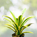 Bromeliad Plant 9" Variegated Aechmea Blanchettiana - Tropical Indoor Houseplant for Home Decor