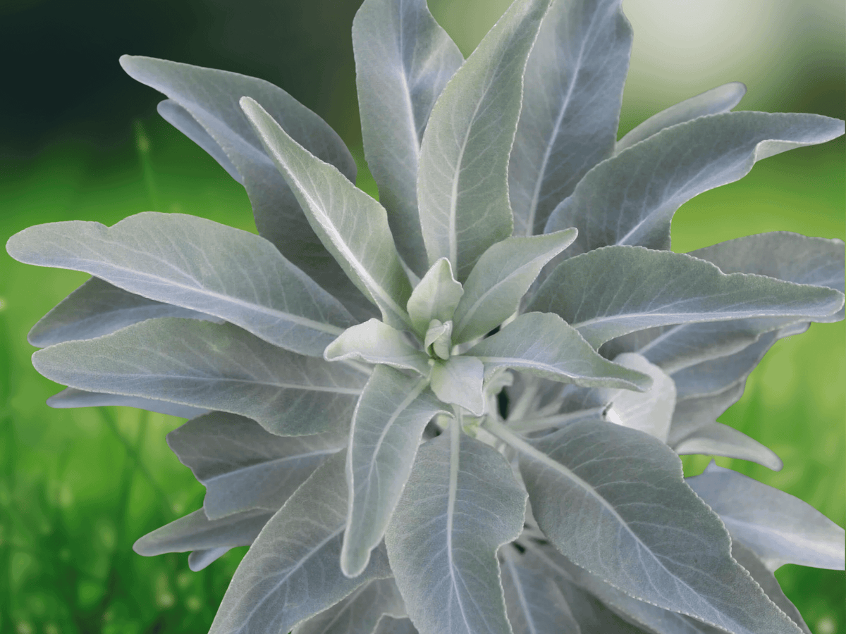 10 Seeds White Sage Salvia apiana Native Herb Plant Pollinator Friendly
