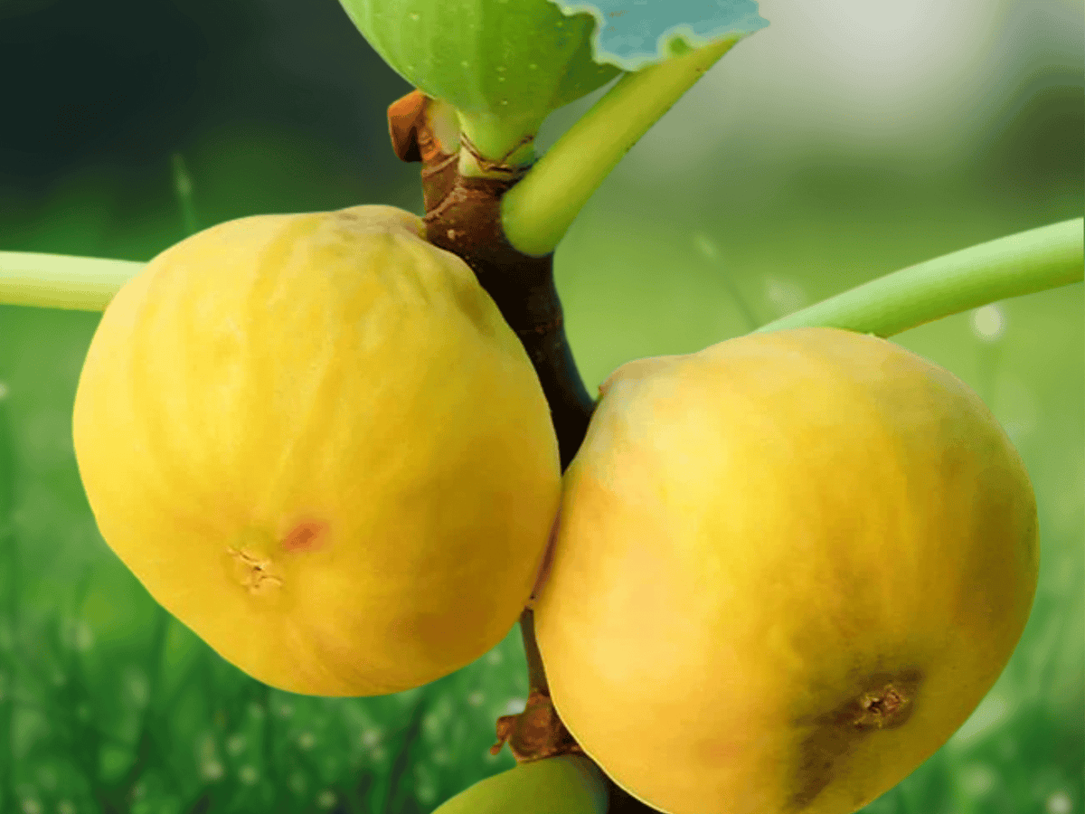10 Plant Plugs Yellow Long Neck Fig Ficus carica Starter Plants