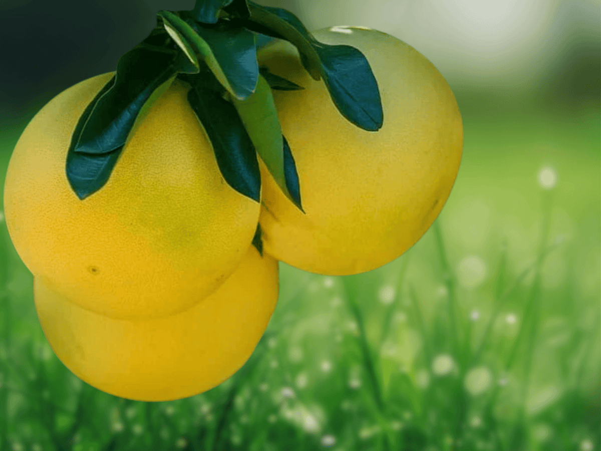 5 Seeds Citrus maxima Red Pomelo Citrus Fruit Tree