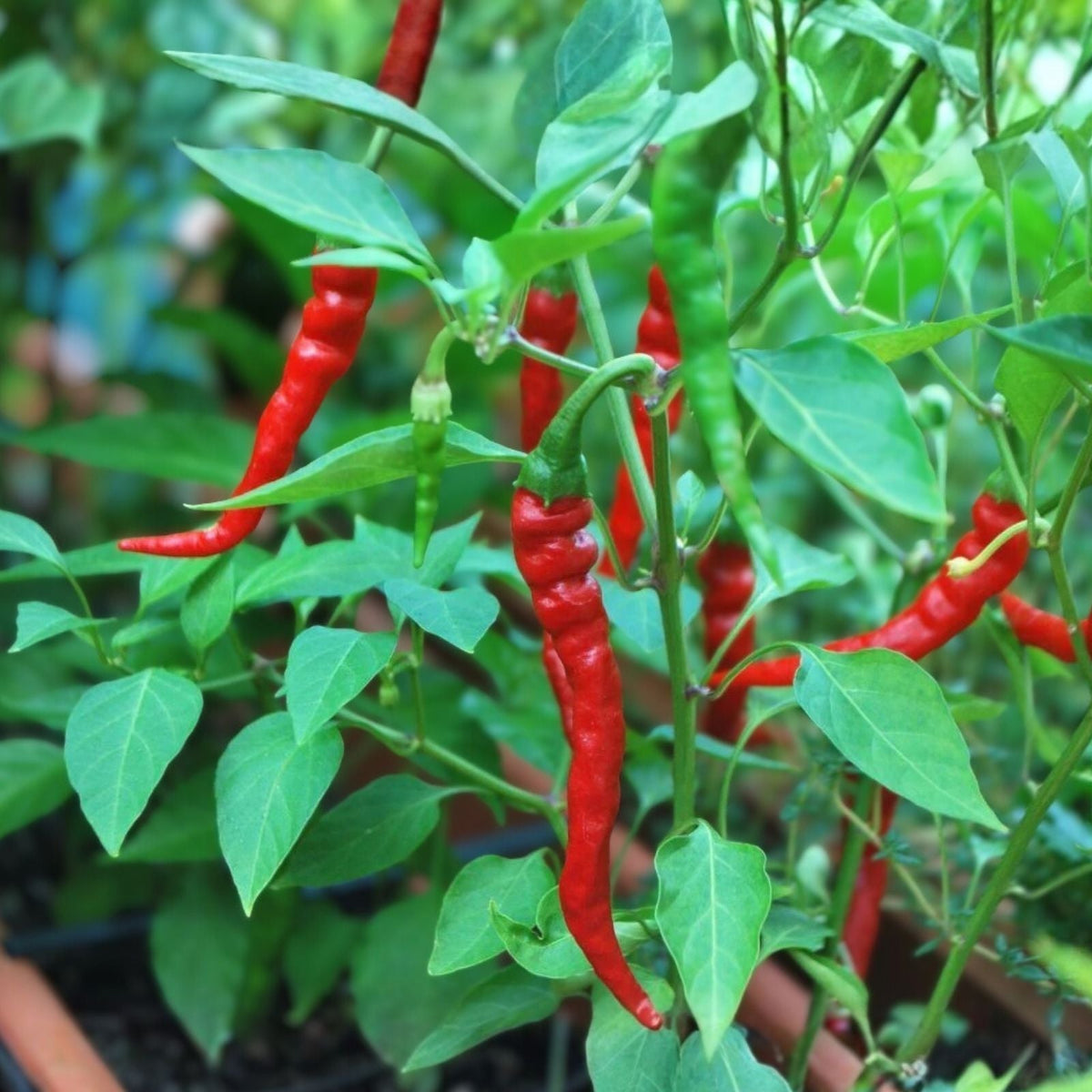 Cayenne Pepper Seeds 500+ Heirloom Non-GMO Hot N Red Capsicum annuum Vegetable Seeds