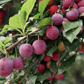 Wild American Plum Tree Live Plant – 18 Inches – Prunus spp. – Edible Fruit Tree for Garden and Landscape – Hardy Zones 5-9