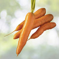 Chantenay Red Cored Carrot Seeds 1000+ Non-GMO Vegetable Garden Seeds for Planting - Daucus carota
