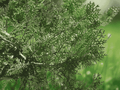 30 Seeds Oriental Arborvitae Platycladus orientalis Evergreen Ornamental Tree