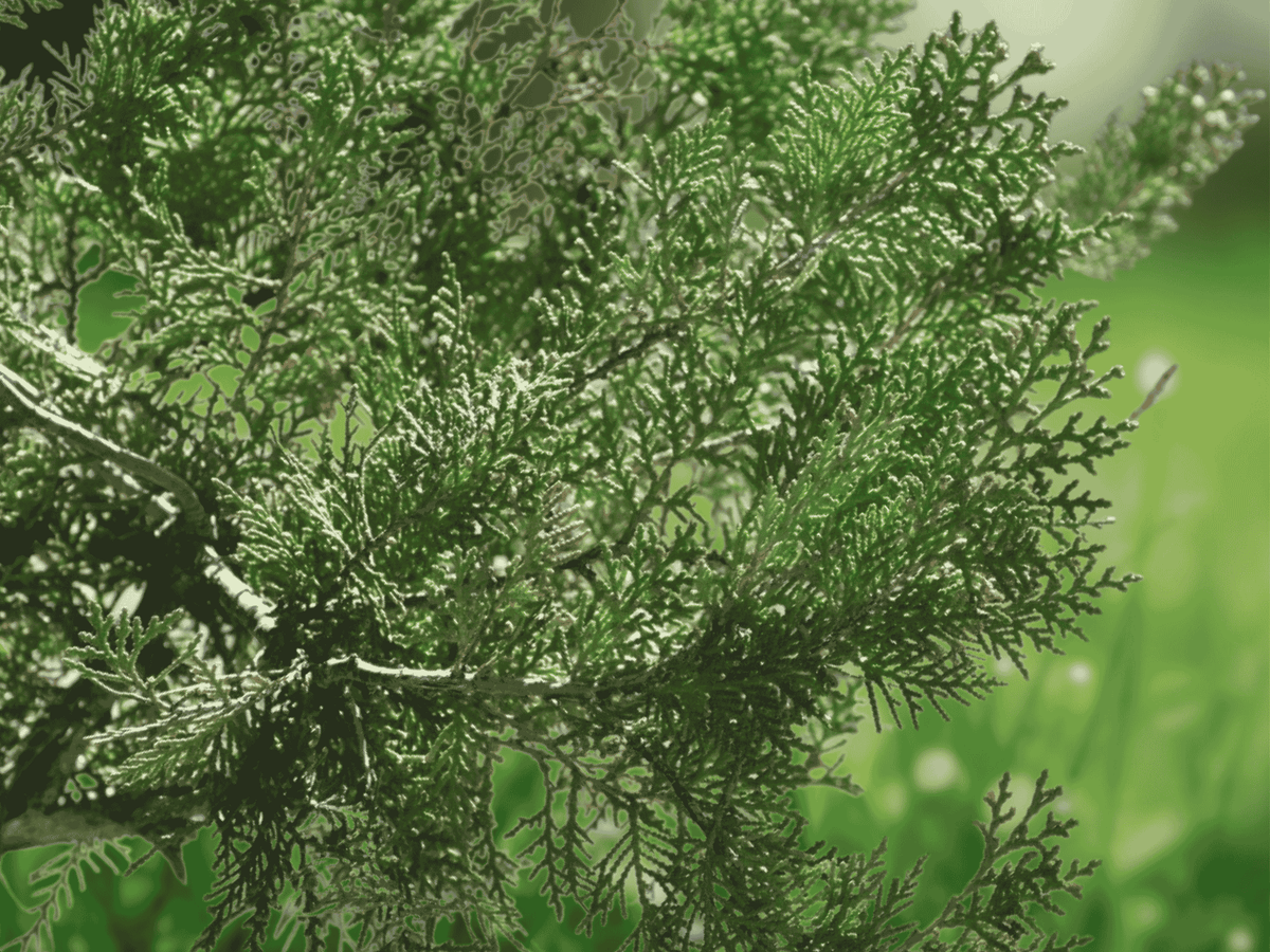 30 Seeds Oriental Arborvitae Platycladus orientalis Evergreen Ornamental Tree