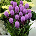 Kobold Dense Blazing Star Seeds - 25+ Liatris spicata - Perennial Flower Seeds for Garden Planting