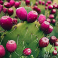 Large Cold Weather Prickly Pear Cactus Pads – Opuntia spp. – Drought-Tolerant Succulent Plant – 6 to 10 Inches
