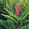 Cinnamon Ferns 5-Pack Live Rooted Plants Osmundastrum cinnamomeum Heirloom Southern Alabama Garden Ferns