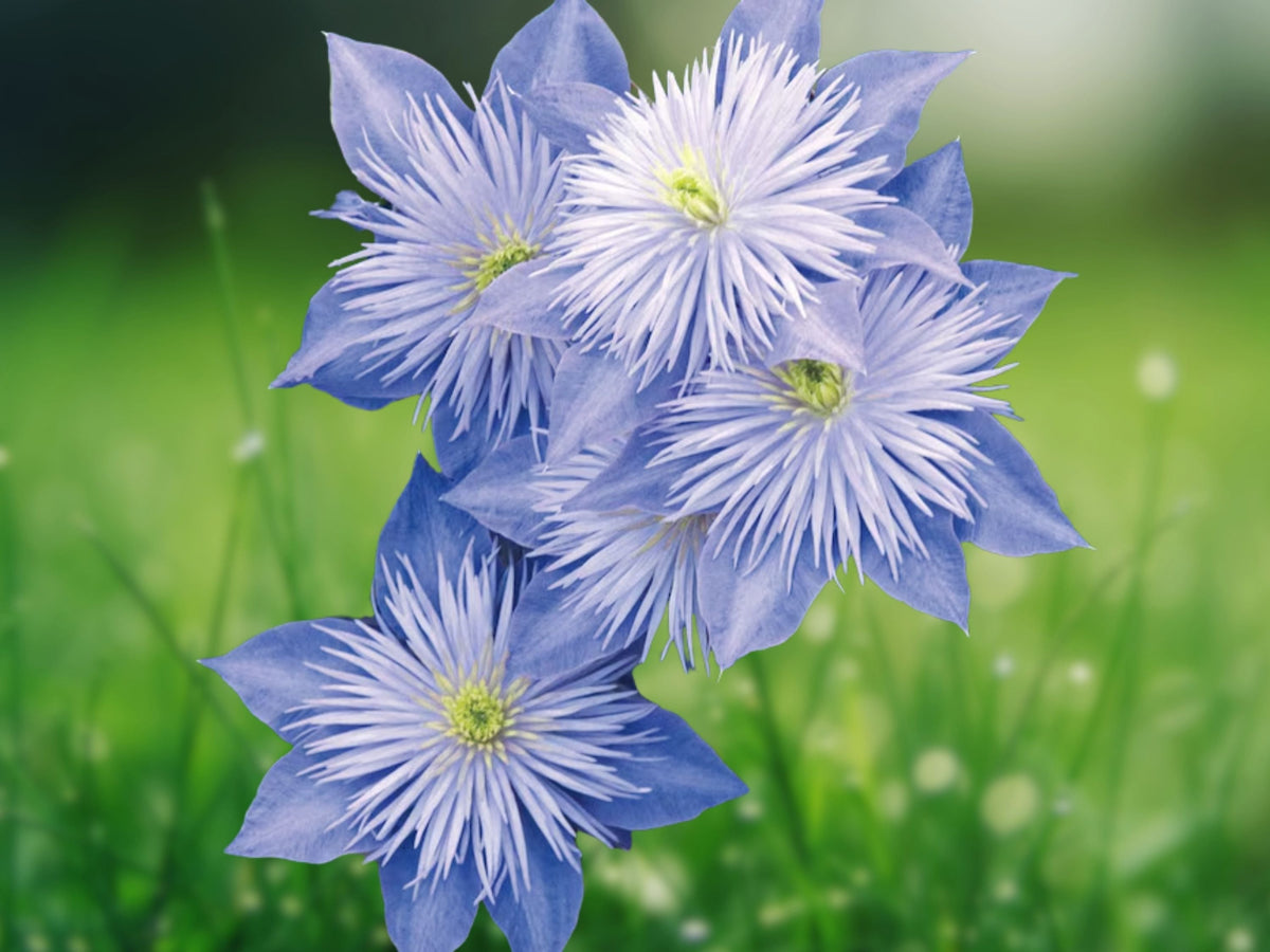 25 Seeds Light Blue Clematis Climbing Vine Perennial Sky Blue Blooms Garden Trellis Patio Easy Grow