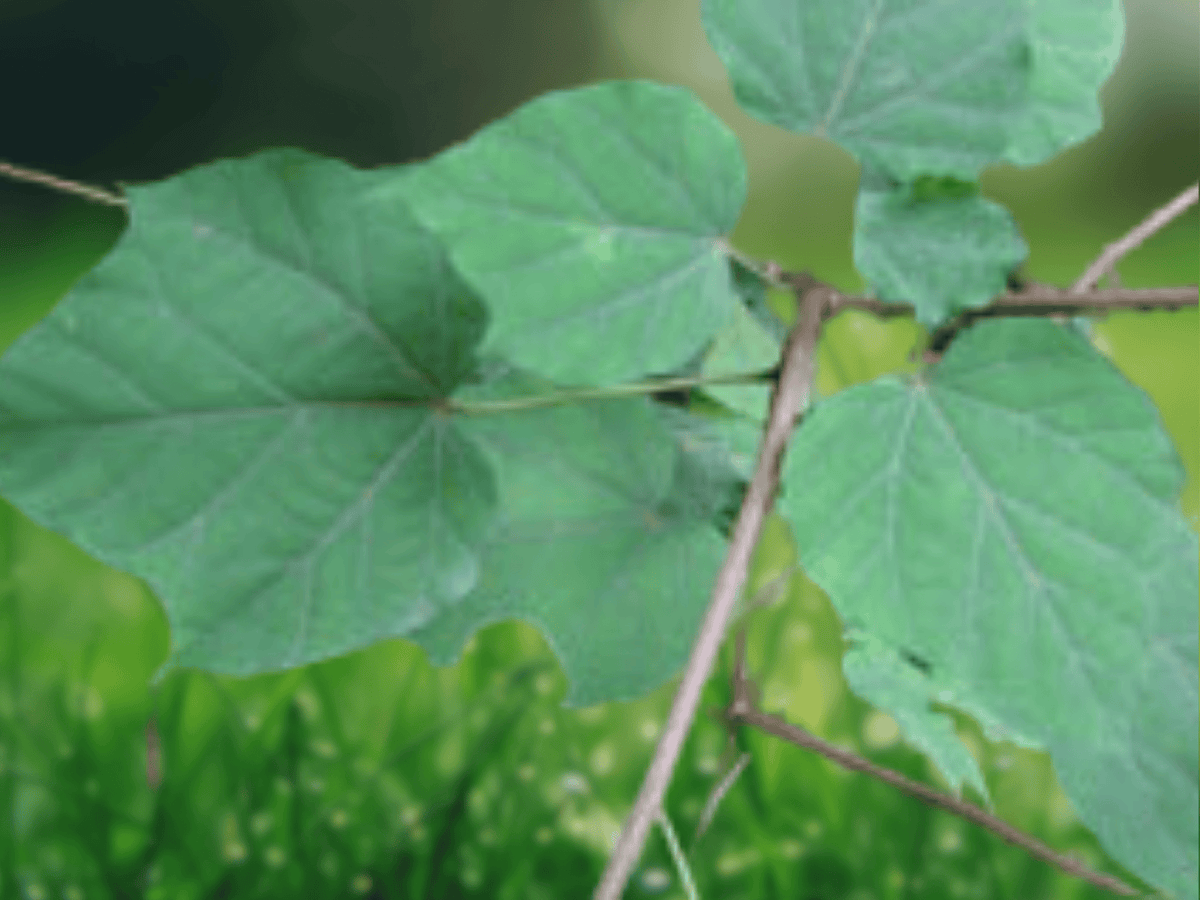 5 Seeds Alangium chinense Chinese Alangium Tree Tropical Ornamental