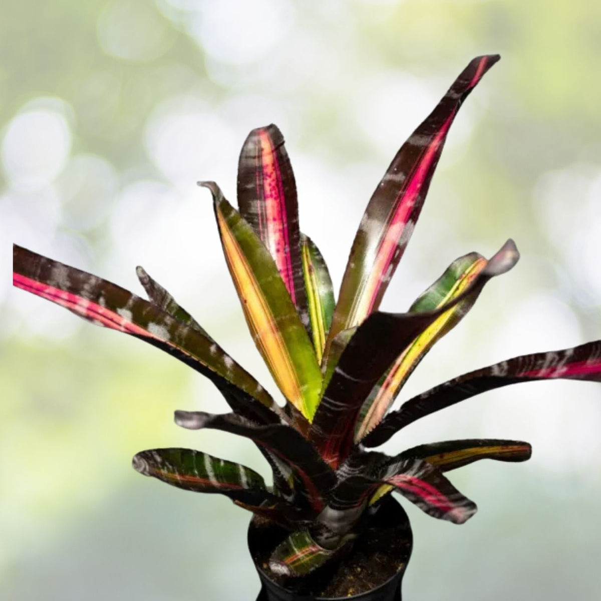 Bromeliad Plant 6" Pot Aechmea Roberto Menescal Rare Variety Dark Foliage Red Variegation