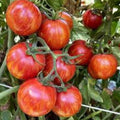 Red Zebra Tomato Seeds 20-Pack Organic Heirloom Variety Lycopersicon esculentum USA Grown