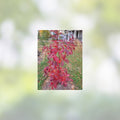 Sourwood Tree Seedlings 1 Gallon Native Variety Oxydendrum arboreum Deciduous Ornamental Tree