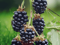 5 Plant Plugs Big Daddy Thornless Blackberry