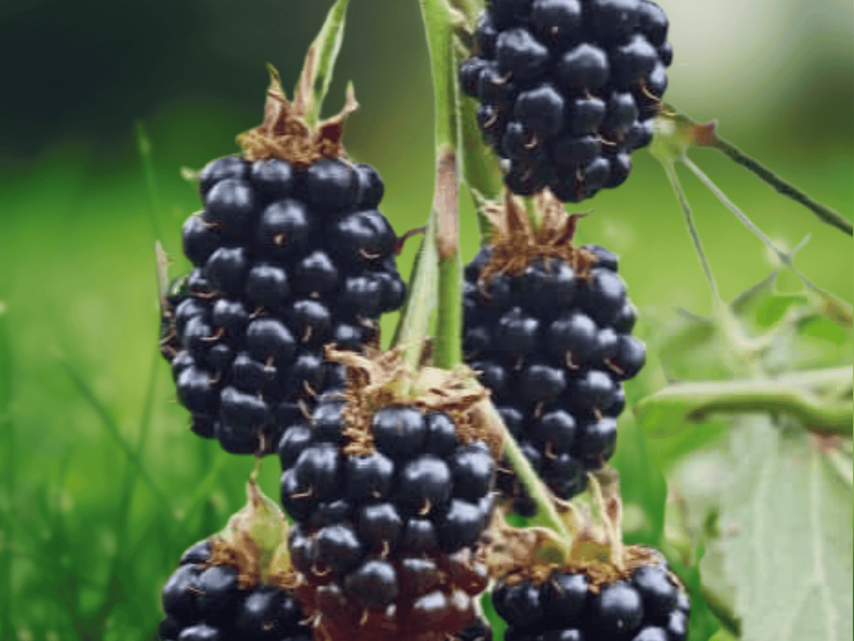 5 Plant Plugs Big Daddy Thornless Blackberry