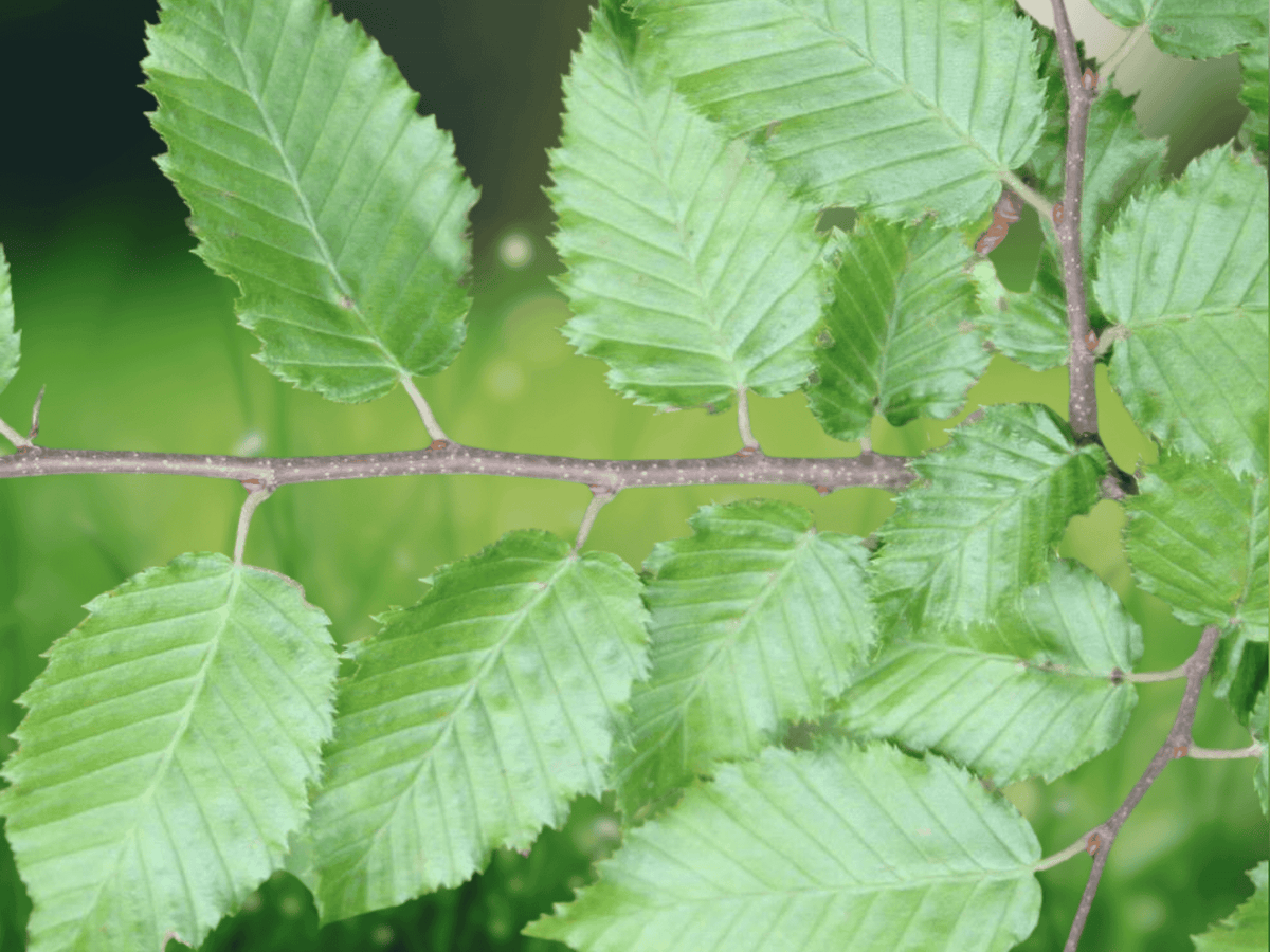 5 Seeds Carpinus orientalis Oriental Hornbeam Tree