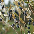 Olive Tree Seeds 25 Pack | Olea europaea | Organic Gardening, Planting, Growing Olive Trees