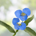 Commelina Diffusa Cuttings 15 Pieces 7 Inches Long No Soil Tropical Ground Cover Plant