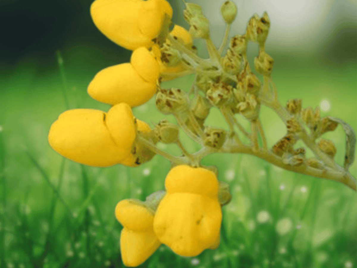 10 Seeds Pocketbook Plant Calceolaria filicaulis luxurians Flowering Plant Ornamental