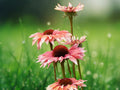 50 Seeds Echinacea Purpurea Coneflower Perennial Pink Orange Blooms Hardy Drought Tolerant Pollinator