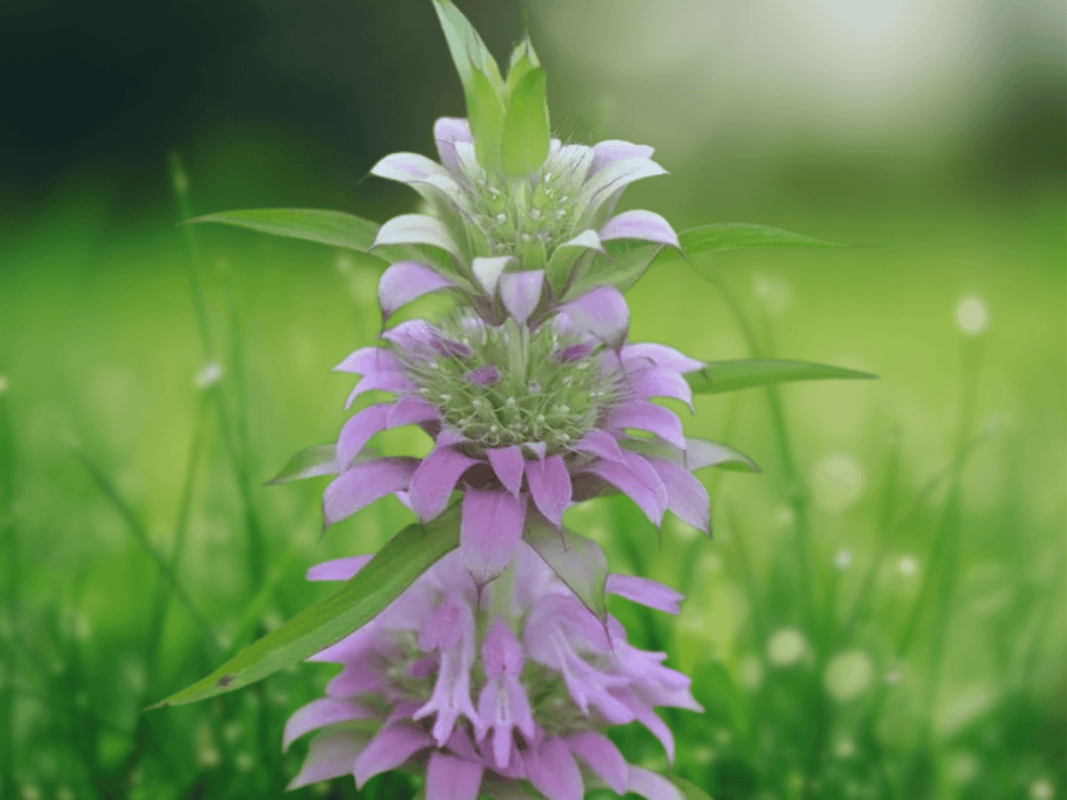 10 Seeds Monarda citriodora Lemon Bee Balm Perennial Herb
