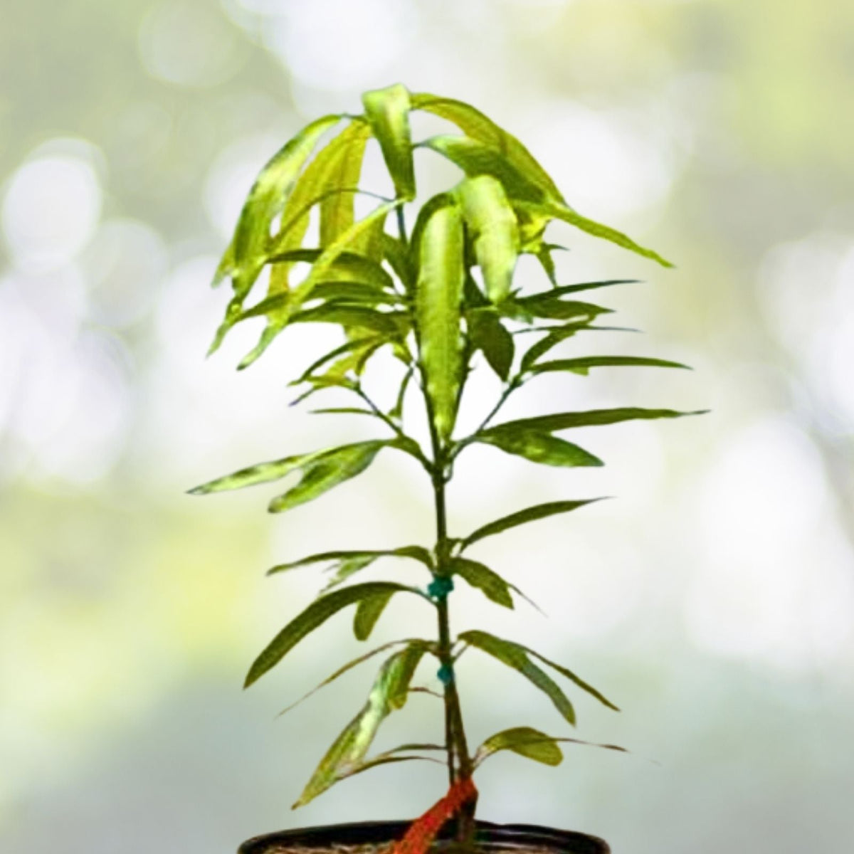 Grafted Ice Cream Mango Seedling - 3G Pot - Mangifera indica - Live Fruit Plant - Tropical Fruit Tree