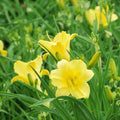 Daylily Seeds 30 Fresh Happy Returns Variety Hemerocallis Perennial Flower Seeds for Garden Planting
